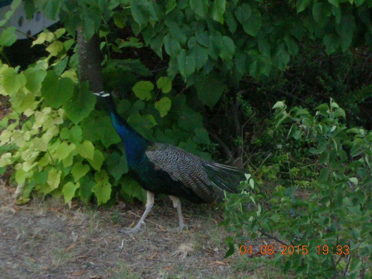Peacock Villa Upper Epanomi Dış mekan fotoğraf